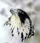 Peregrine Falcon's Avatar