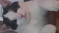 FaxMeChicken's Avatar