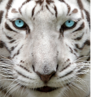 ZarahRoth's Avatar