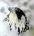 Peregrine Falcon's Avatar